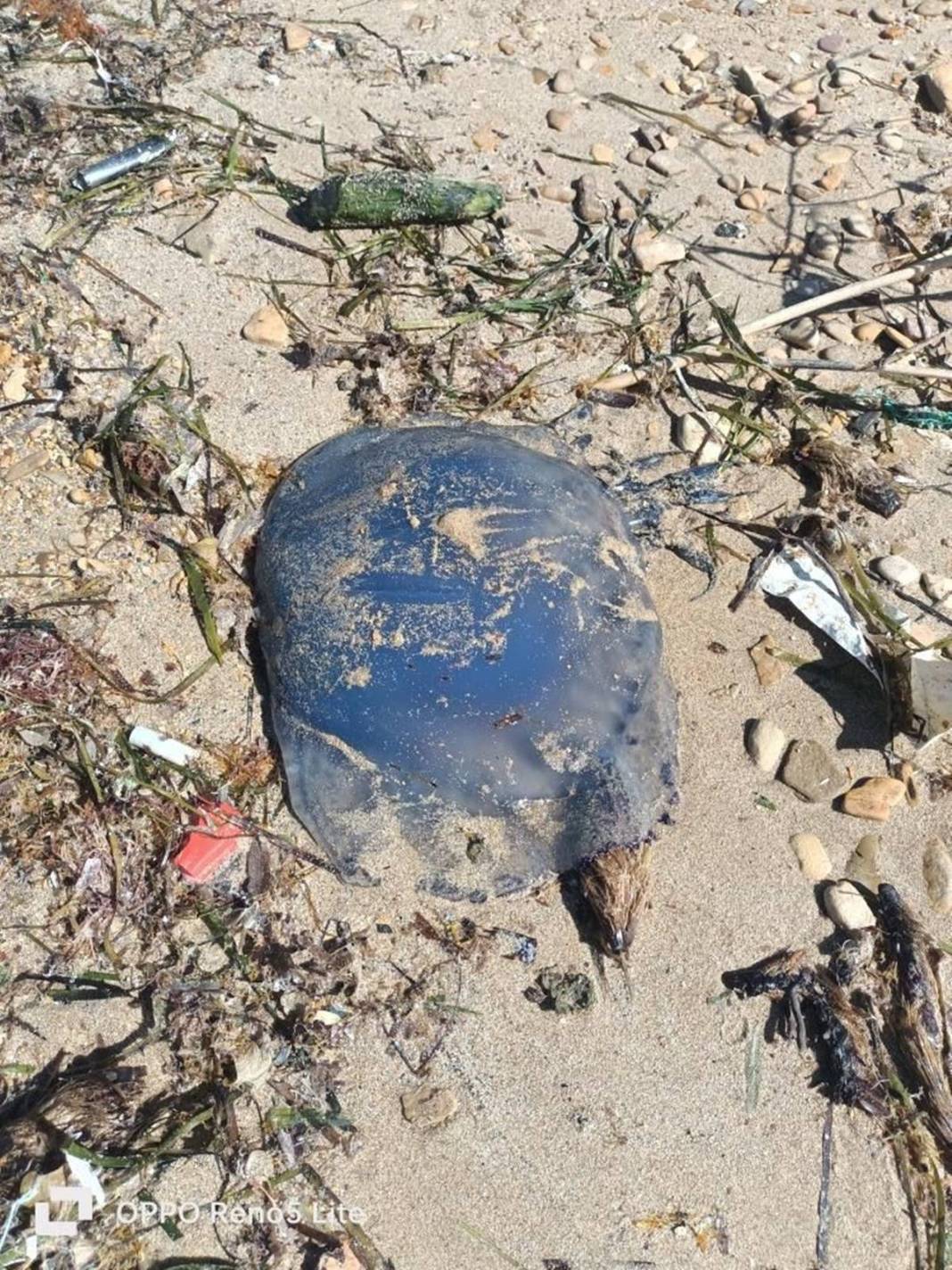 O ilimizde 'istila' sürüyor! Bütün kıyıyı ele geçirdiler, bu yıl çok artış var 21